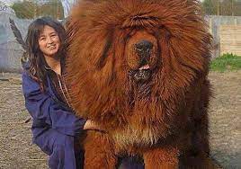 samaya dorogaya sobaka v mire novosti mongolii buryatii kalmykii tyvy expensive dogs most expensive dog big dog breeds