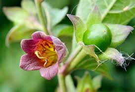 Check spelling or type a new query. Gallery The Most Poisonous Plants In Australia Australian Geographic