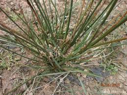 Image result for Schoenoplectiella articulata