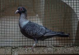 Ispir Bagdad Pigeons In 2020 Pigeon Racing Pigeons Animals