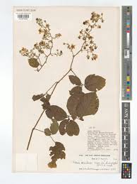 Image result for Rubus steudneri
