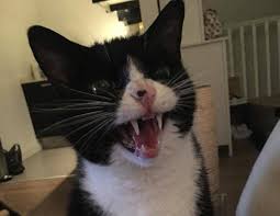 The tooth will come out on its own during play. Cat Teeth Are Adorable And They Deserve Our Attention Right Now