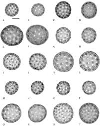 Image result for Suaeda merxmuelleri