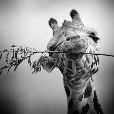 A Walk On The Wild Side A Collection Of Wildlife Photography Animals Beautiful Giraffe Animals
