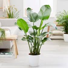 White Bird Of Paradise Propagation Strelitzia Nicolai Giant White Bird Of Paradise Wild Banana Plantas Interiores Plantas Hogar
