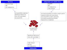 Prognostic Significance Of Red Blood Cell Distribution Width