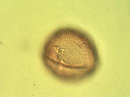 Image result for Diospyros crassiflora