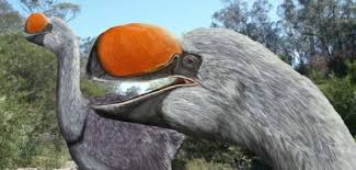 New Research Reveals Origin Of Australia S Extinct Flightless Mihirung Birds Extinct Birds Extinction Birds