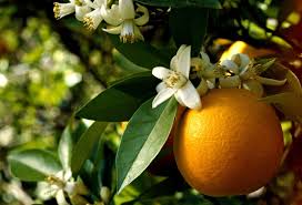 Make Your Own Orange Flower Water
