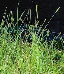 Image result for Sacciolepis indica