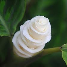 Pin On Flowers Breathtaking