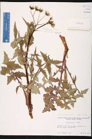 Image result for Sonchus schweinfurthii