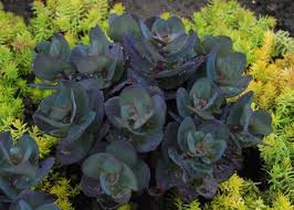 Rozchodnik Blue Pearl Sedum Albamar Suculentas Terraza Jardin
