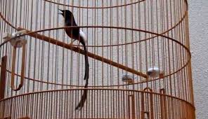 Mereka (pelaku) akan menyambung bulu ekor murai batu yang ekornya pendek dengan ekor murai batu yang panjang menggunakan lem. 7 Penyebab Dan Cara Mengatasi Bulu Ekor Murai Batu Rusak Secara Alami Burungnya Com