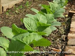 A nutritious, beautiful, and practical garden addition. Growing Collard Greens In The Home Garden