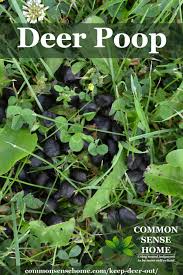 We did not find results for: Keep Deer Out Of Your Garden 5 Deer Deterrent Tips
