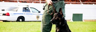 Become A Certified Police K9 Instructor And Trainer Police K9 K9 Training Police
