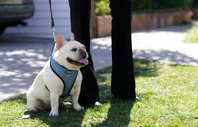 Suspects face attempted murder counts for allegedly shooting a dog walker as they kidnapped the pop star's pets. Lady Gaga S Dog Walker Finally Home After Part Of Lung Removed Daily News