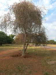 Image result for Syncolostemon elliottii