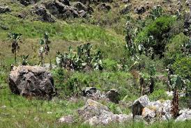 Image result for Strelitzia caudata