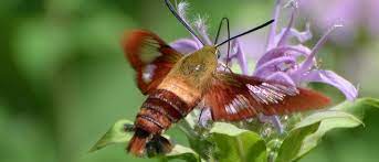 As the climate warms, gardens across surrey are more likely to see this unusual visitor from africa. Creature Feature Hummingbird Moth Friends Of The Rouge
