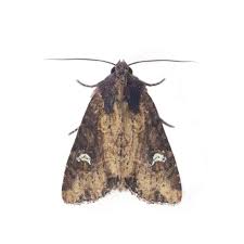 Image result for Mitrasacmopsis