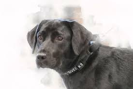 Express delivery is available worldwide. Pet Portrait Custom Dog Portrait Custom Dog Portrait Watercolor Pet Portrait Dog Painting Custom Dog Drawing By Lena Str