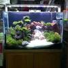 Beli produk aquarium unik berkualitas dengan harga murah dari berbagai pelapak di indonesia. Https Encrypted Tbn0 Gstatic Com Images Q Tbn And9gct1ruasqlbbyb54ewt Sjp Ol7jo7tnmt7rbrl52ws Usqp Cau
