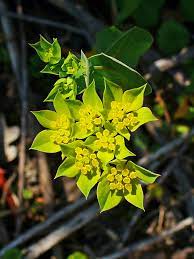 Bupleurum Ucan