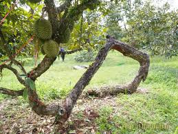 Résultat de recherche d'images pour "tree durian"