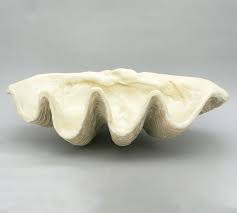 Check spelling or type a new query. Giant Clam Decorative Object Pottery Barn