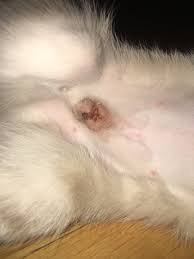 Is My Cats Spay Incision Infected Thecatsite