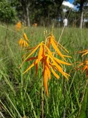 Image result for Orthochilus walleri