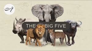 The african game animals list includes the big 5 dangerous game animals, crocodile and. African Animals Baamboozle