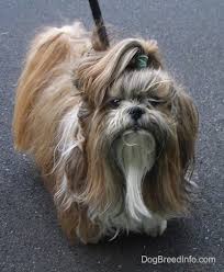 In fact, its long, thick and silky coat is highly valued at dog shows. Shih Tzu Dog Breed Information And Pictures