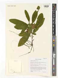 Image result for Crabbea cirsioides