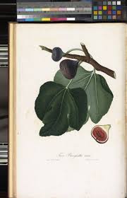 Image result for Ficus muelleriana
