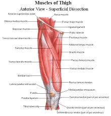 Tendons are long thin bands that attach your muscles to bones. Pin On Health Metabolism