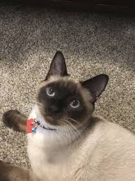 A lot of women think that short hair could be boring, but the. What Do Siamese Cats Sound Like British Shorthair