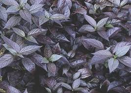 Image result for Melinis subglabra