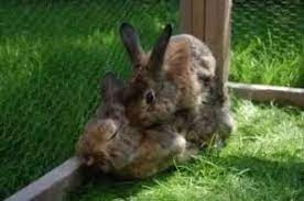 Trost und hilfe 💥 hilfebedarf telefonisch abrufen bei der führungsgruppe einsatzstaffel vermisste hunde kreis düren ☎️ ️jasmin caspers: Probleme Beim Decken