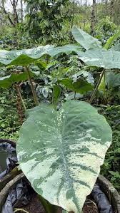 Image result for Selaginella afrorum