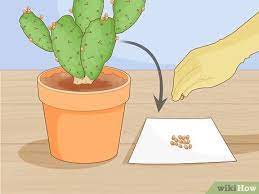 4 Ways To Propagate A Cactus Wikihow