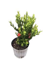 Image result for Ixora hartiana