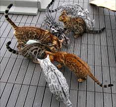 Wild n sweet bengals specializes in rare and. Bengal Cat Colors And Patterns Visual Guide