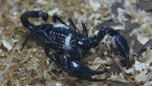 Read more about the emperor scorpion. A Black Emperor Scorpion Carrying Stock Footage Video 100 Royalty Free 28102945 Shutterstock