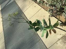 Image result for Solanecio