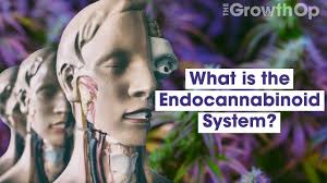 Director X clears the air