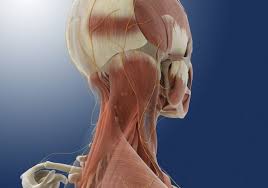 So a finger is distal to the wrist, which is distal to the elbow, which is distal to the shoulder. Proximal Vs Distal Ultrasound Guided Approach For Greater Occipital Nerve Block For Chronic Migraine Clinical Pain Advisor