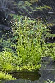 Image result for Cyperus longus